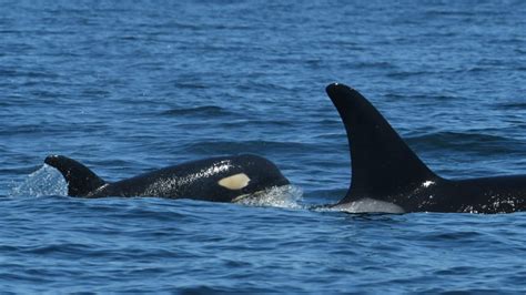 Center for Whale Research confirms two calves spotted in B.C.’s Strait of Georgia