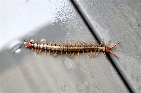 Centipede in house. The Common House Centipede (Scutigera Coleoptrata Linnaeus) This centipede’s body is about 1 to 1 ½ inches (25-38mm) long. It has a grayish-yellow with three longitudinal stripes. The house centipede usually has 15 pairs of long legs. The last pair of legs and antennae of the centipedes are longer than its body. 