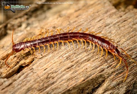 Centipedes - Insect Identification