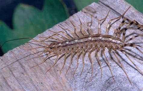Centipedes in my house. Texas house centipedes lay their eggs in the Spring with the average centipede laying around 63 eggs and a maximum of around 151 eggs. They have as few as four pairs of legs when they hatch and with each molting, … 