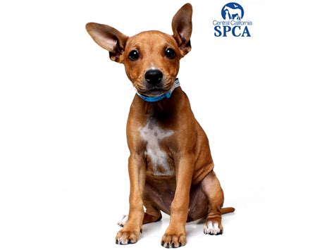 Central California SPCA in Fresno, CA - AdoptaPet.com