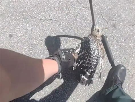 Central Florida deputies rescue hawk that was being strangled by snake