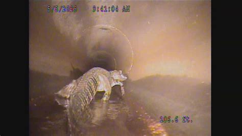 Central Florida workers find 5-foot gator in stormwater pipe under roadway
