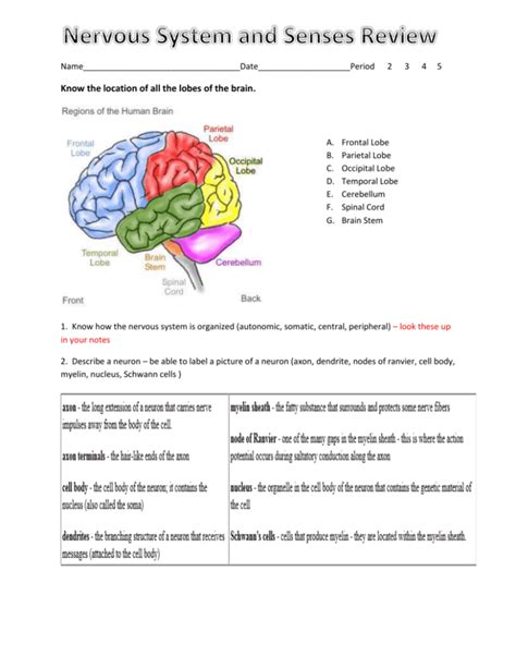 Central Nervous System Review Answers Pdf Pdf