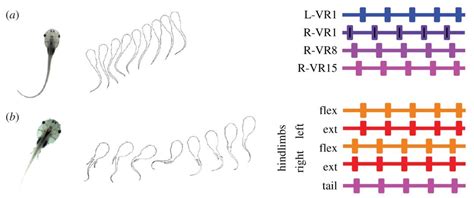 Central Pattern Generator are biological neural circuits that samim