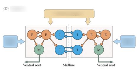 Central Pattern Generators Lamprey Diagram Quizlet