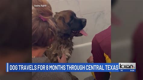 Central Texas dog travels 60 miles, still searching for home