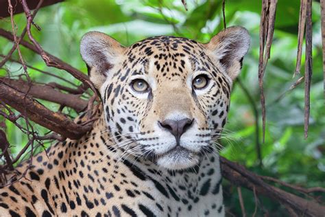 The jaguar (Panthera onca), listed by the IUCN as Near Threatened, ranges from northern Mexico through Central America, the Amazon Basin, and northern Argentina. Ecologists had never properly .... 