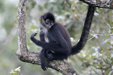 Spider Monkey. The spider monkey is one of the largest prima