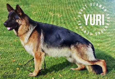 Central coast german shepherds. Things To Know About Central coast german shepherds. 