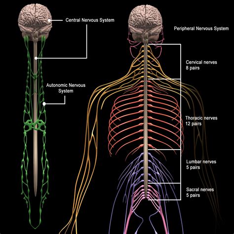 Central nervous system - Wikipedia