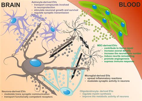 Central nervous system extracellular matrix changes in a …