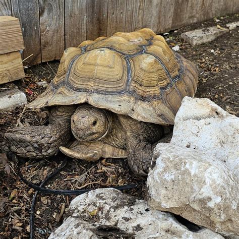 Every time a sulcata tortoise comes to the rescue, I personally promise that animal that it will have the best care and that it will always be able to live outdoors where it can enjoy natural sunlight, lots of shady spots for hot summers, lots of plants and other hiding places, a warm shelter that it can freely go into when temperatures drop .... 