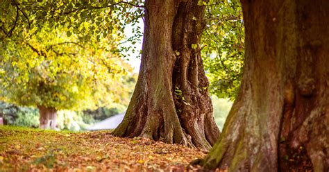 Central valley cremation.  Information from funeral homes services, co...