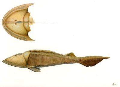 Cephalaspidiformes Encyclopedia.com