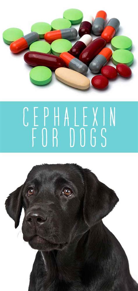 Cephalexin: What It Is and How It Can Help Your Dog