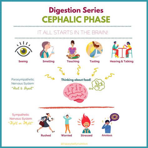 Cephalic Phase - an overview ScienceDirect Topics