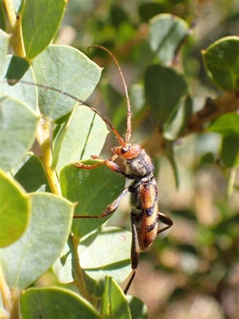 Cerambycidae Dataset