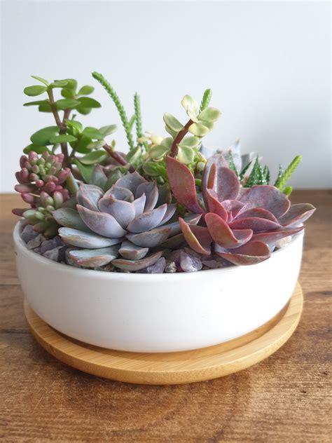 Ceramic Succulent Planter - Etsy