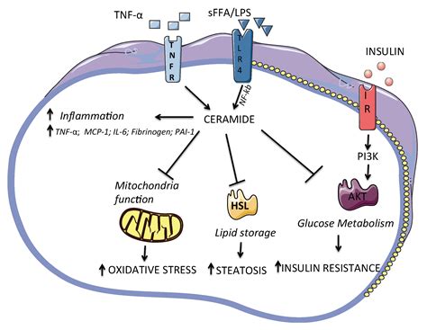 Ceramide Insulin Resistance Lipid Deposition Ceramide Insulin Resistance Lipid Deposition