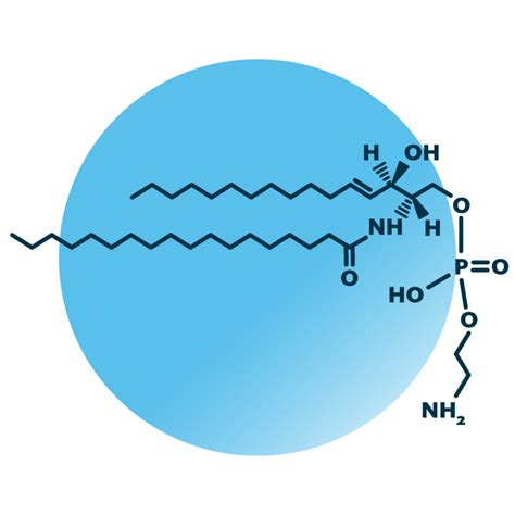 Ceramide Phosphoethanolamine Biosynthesis in