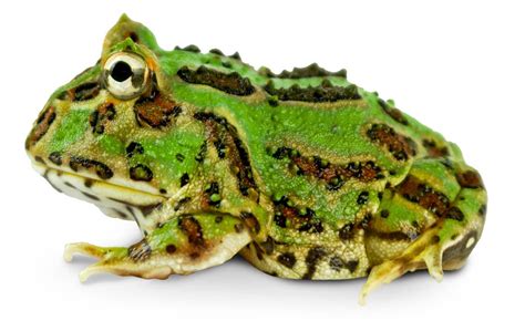 Read Ceratophrys Horned Frogs As Pets Common Name Pac Man Frogs By Taylor David