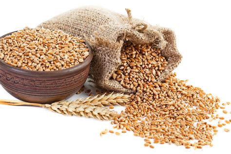 Cereal Grains: Humanity s Double-Edged Sword - ResearchGate