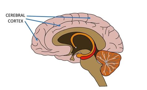 Cerebellar cortex - definition - @neurochallenged