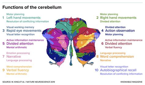 Cerebellum Anatomy function and disorders