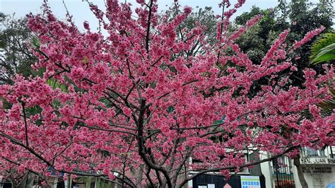 Cerezo japones en Lima - Página 2 - Foros Perú