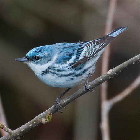 Ceruleans - The cerulean warbler (Setophaga cerulea) is a small songbird in the family Parulidae.It is a long-distance migrant, breeding in eastern North American hardwood forests. In the non-breeding season, it winters on the eastern slope of the Andes in South America, preferring subtropical forests.. It displays strong sexual dichromatism: Adult males have cerulean …