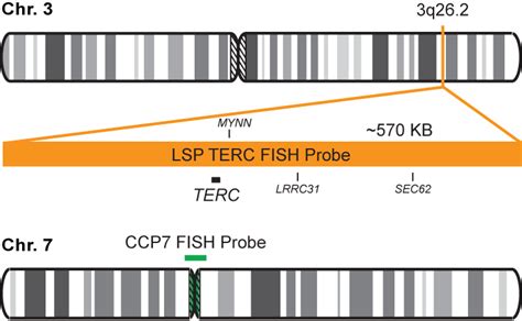 Cervical Cancer TERC FISH Quest Diagnostics