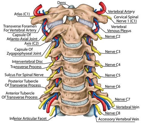 Cervical Spinal Nerves - Spine-health