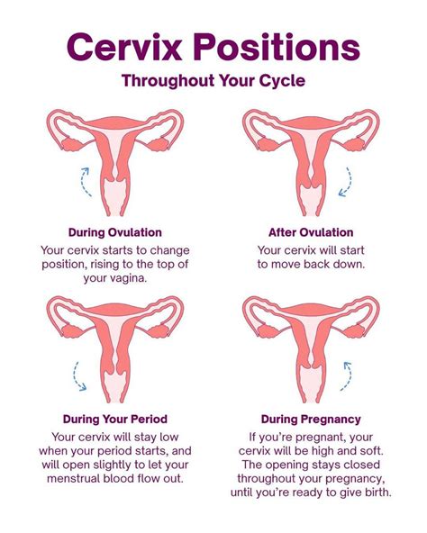 Cervix Position During Ovulation Conception Advice