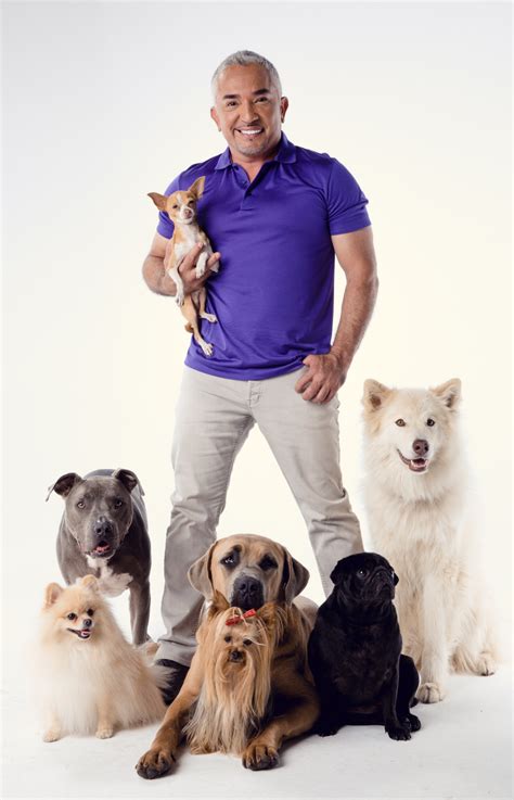 Cesar millan dog training. In conclusion, Cesar Millan uses a variety of things for dog training. He uses positive reinforcement, treats, and a lot of patience to train his dogs. Cesar Millan use a combination of techniques for dog training. His training methods are based on the principles of positive reinforcement. 