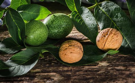 codini.rgarabwor.edu.pl. 