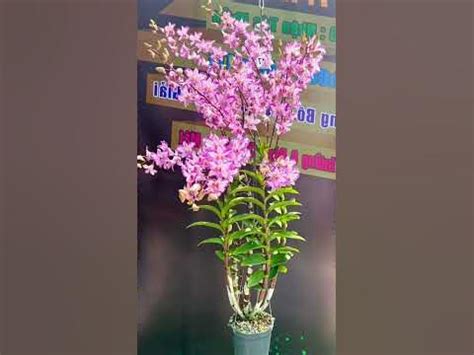 Chậu Hoa Lan Chớp Tím Hồng Siêu Đẹp - Super Beautiful Pink Purple …