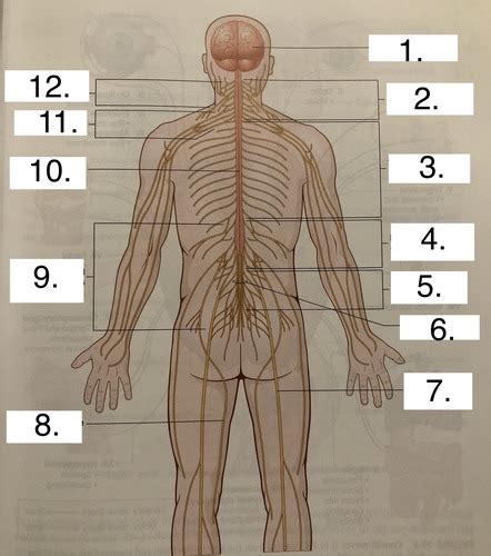 Ch 10 Nervous System Flashcards Quizlet