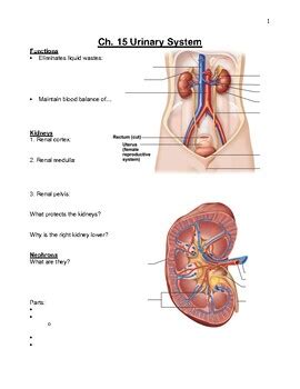 Ch 15 Urinary System Packet Answers
