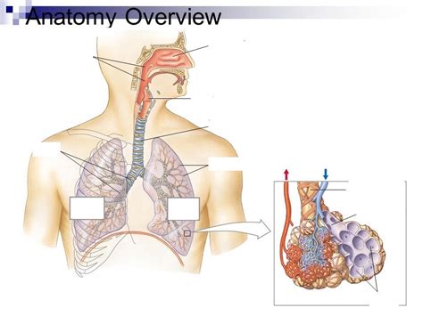 Ch 48 Respiratory Systems Diagram Quizlet