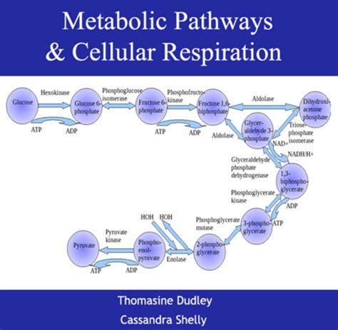 Ch 8. Metabolism Flashcards Quizlet