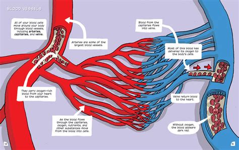 Ch. 13 Blood System Flashcards Quizlet