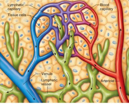 Ch. 16 - Lymphatic System and Immunity Flashcards Quizlet