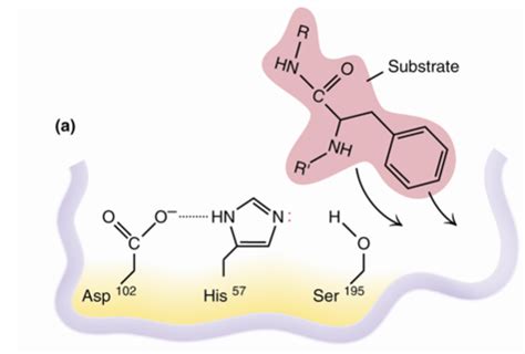 Ch. 6 - Chymotrypsin Mechanism Flashcards Quizlet