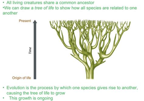 Ch.20 Development of Evolutionary Thought Flashcards Quizlet