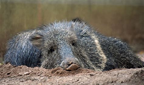 Chacoan Peccary - Facts, Diet, Habitat & Pictures on Animalia.bio