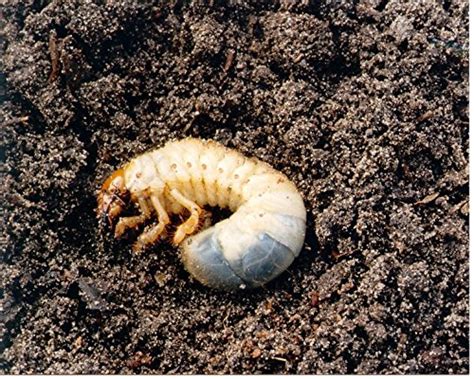 Chafer Grubs - Dragonfli