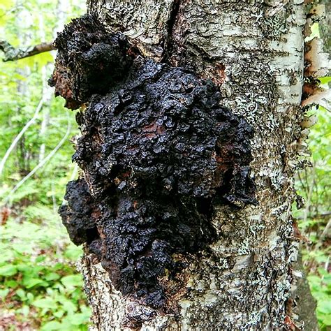 Chaga mushroom - wikidoc