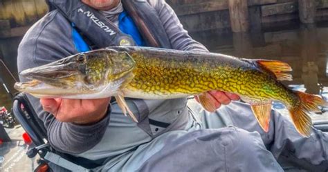 Chain Pickerel - Chesapeake Bay