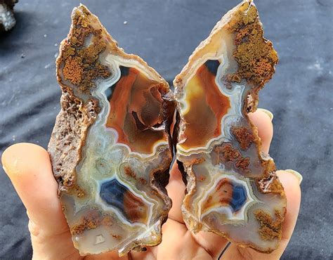 Chaitali Agate - Roche ZoomInfo